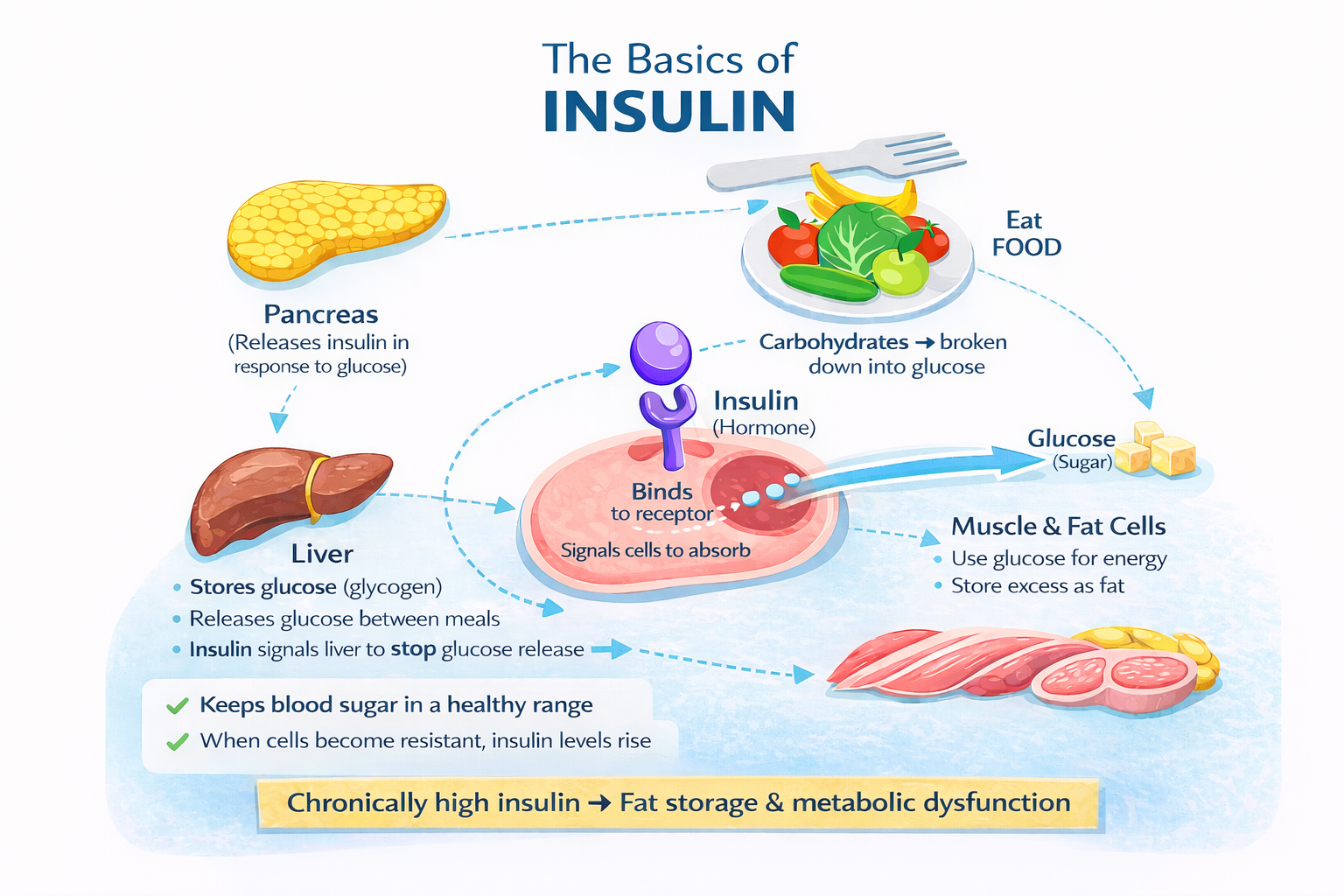 Infographic explaining how insulin moves glucose into cells, how the pancreas releases insulin, and how the liver, muscle, and fat cells regulate blood sugar.